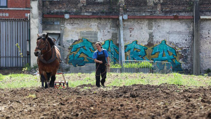 À Roubaix, des chevaux labourent la terre de la ferme du Trichon